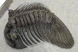 Scabriscutellum Trilobite With Axial Spines - Morocco #226129-1